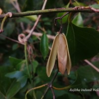 Reissantia indica (Willd.) N.Hallé